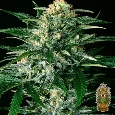 Gipsy Widow Cannabis Plant
