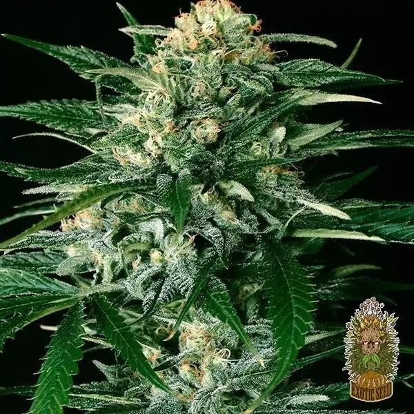 Gipsy Widow Cannabis Plant