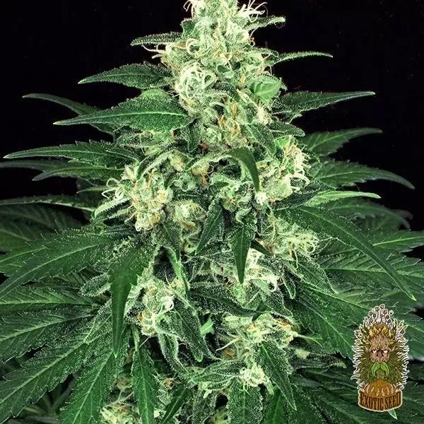 View Lemon Candy Cannabis Plant