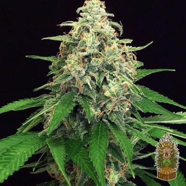 Mango Cream Cannabis Plant