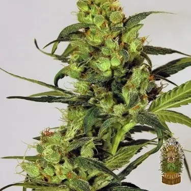 Planta de maconha