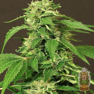 Exotic Thai Cannabis Plant