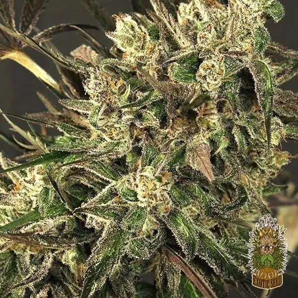 View Planta de marihuana