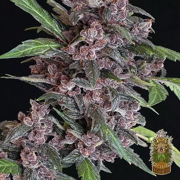 View Planta de marihuana