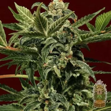 Russian Automatic Cannabis Plant