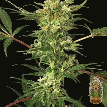 Devil Kush Regular Cannabis Plant