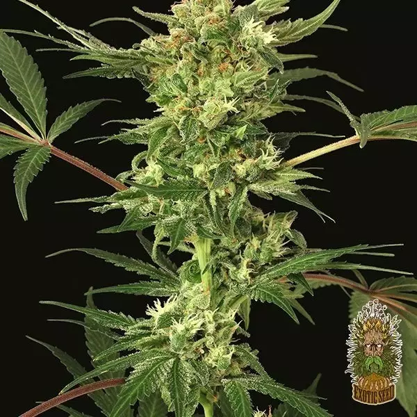 View Devil Kush Regular