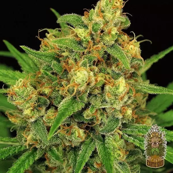 View Semillas Regulares Tangerine Kush