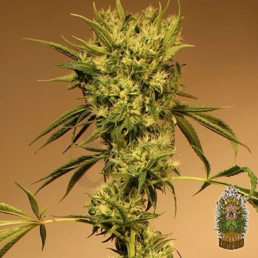 White Jewel Cannabis Plant