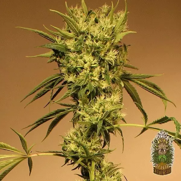 View Planta de marihuana