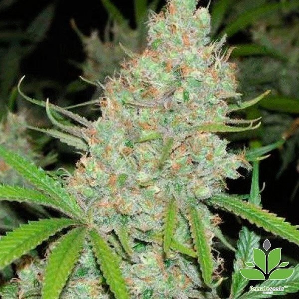Cinderella 99 Cannabis Plant