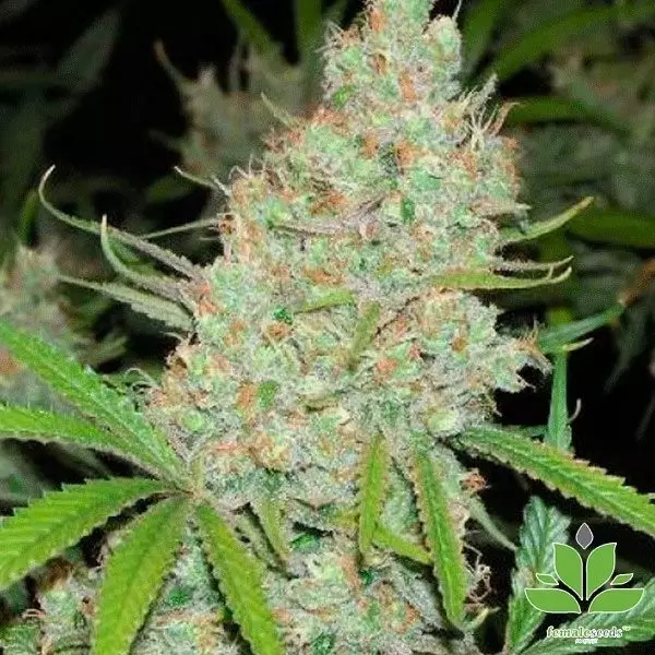 View Cinderella 99 Cannabis Plant