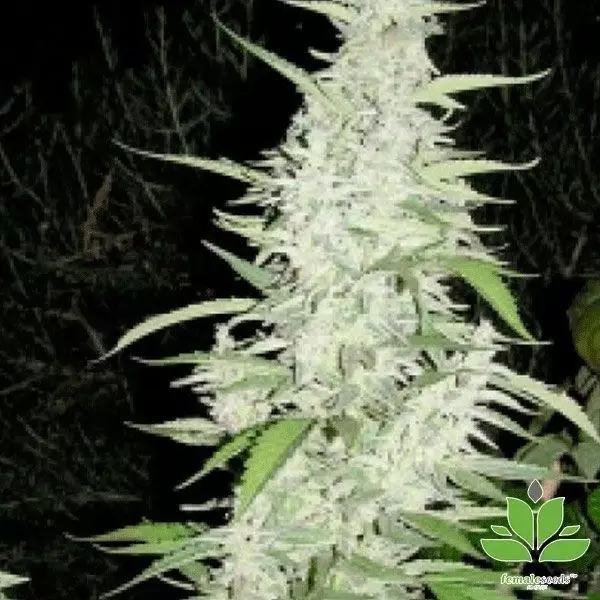 View Planta de marihuana