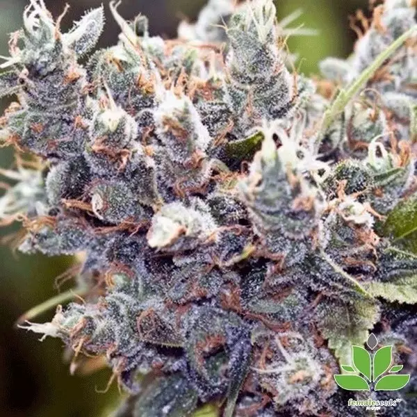 View Planta de marihuana