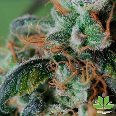 Blueberry Cheesecake Plante de marijuana