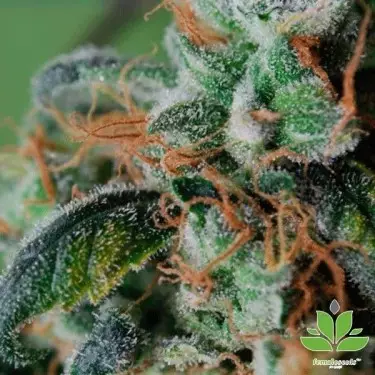 Blueberry Cheesecake Cannabis Plant