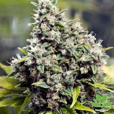 Plante de marijuana Grapefruit®