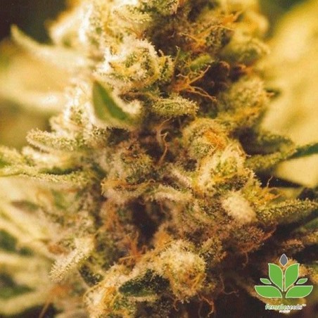 Lemon Kush