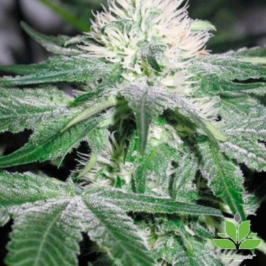 ICE® Plante de marijuana