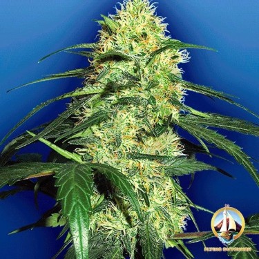 Dutch Delight marijuana plant