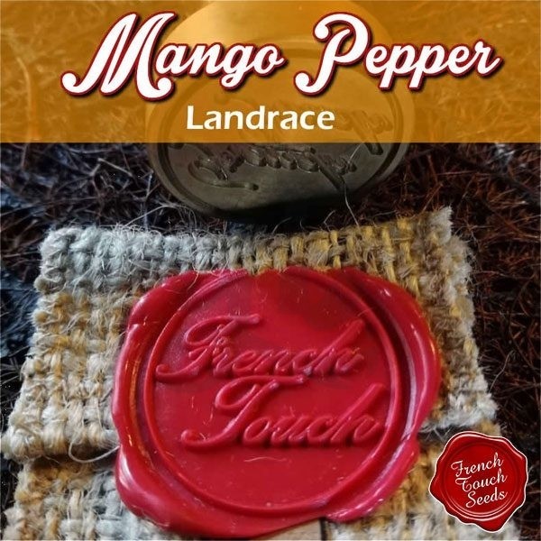 Graines de cannabis Mango Pepper