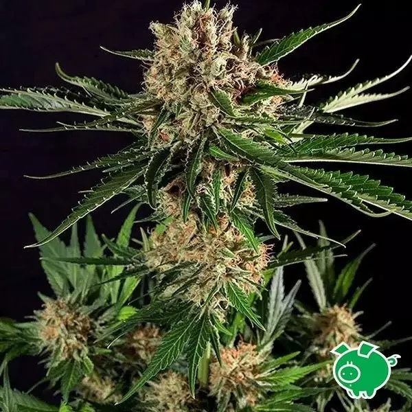 View Planta de marihuana