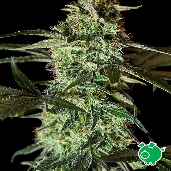 View Planta de marihuana