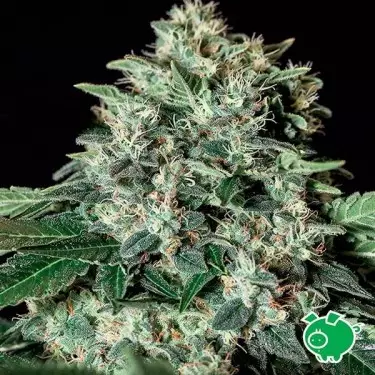 Gorila Bilbo Marijuana Plant