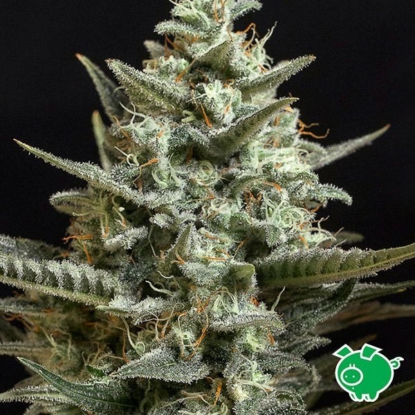 Sweet Bilbo Cannabis Plant