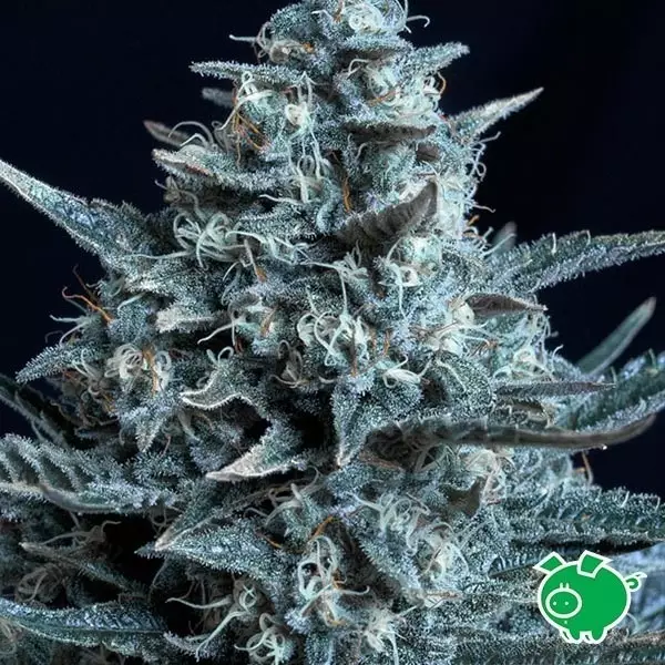 View Planta de marihuana