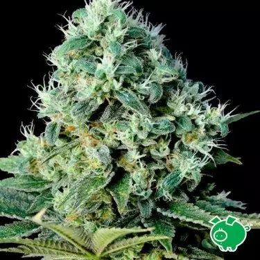 Santa Bilbo cannabis plant