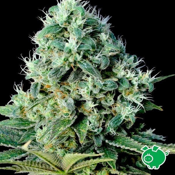 Santa Bilbo cannabis plant