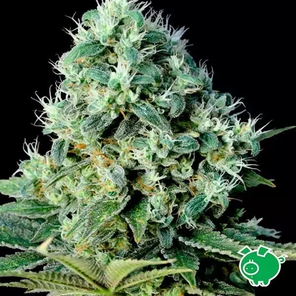 View Planta de marihuana