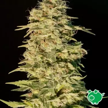 Planta de maconha