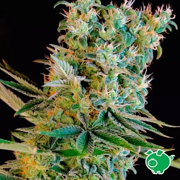 View Amnesia Bilbo by Genehtik feminized - GB