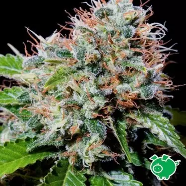 Semente de ervas daninhas