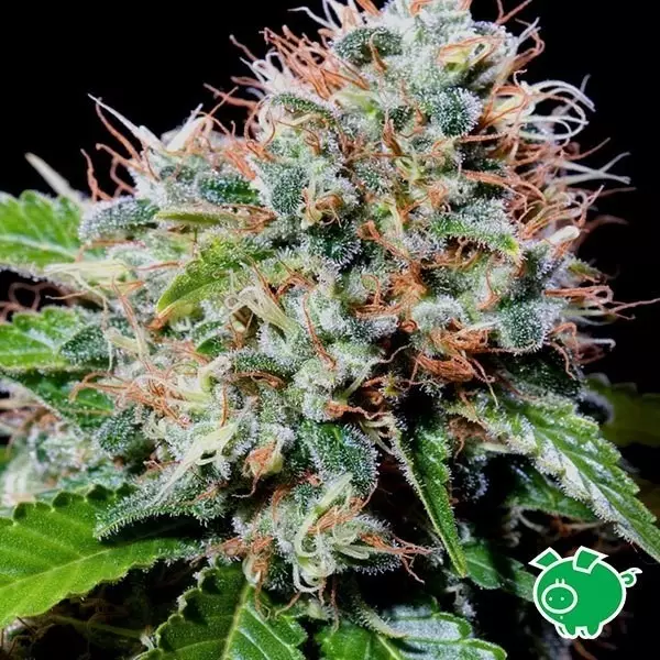 View Zuri Widow cannabis plant