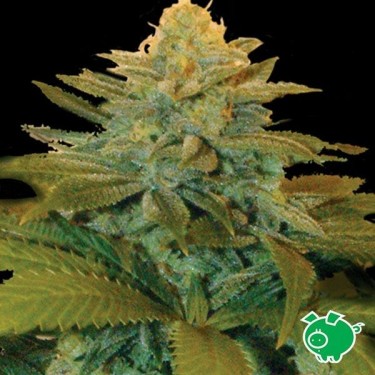 Txees Bilbo marijuana plant