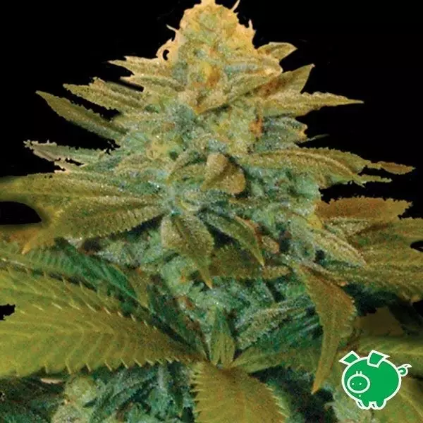 View Semilla de marihuana