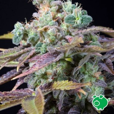 Txomango Plante de cannabis