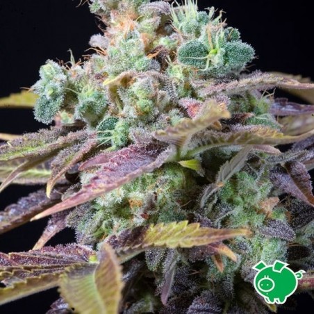 Semilla de marihuana