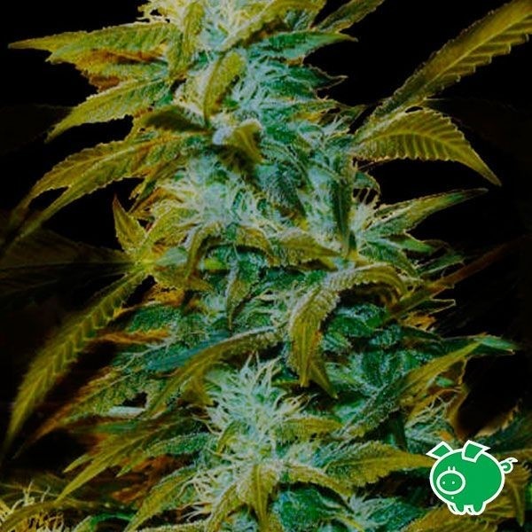 Super Silver Bilbo marijuana plant