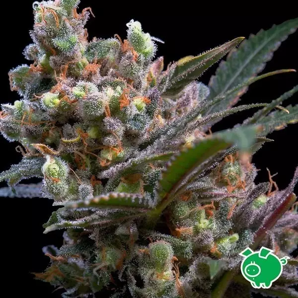 Kritikal Bilbo cannabis plant