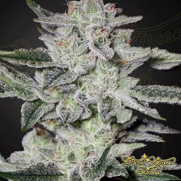 View Planta de maconha