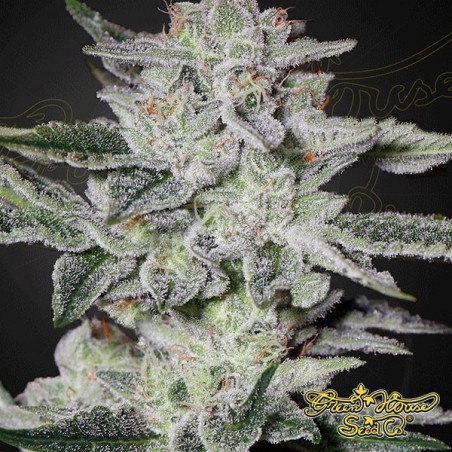 Sweet Valley Kush
