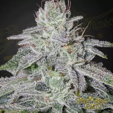 Franco's Lemon Cheese Cannabis Plant