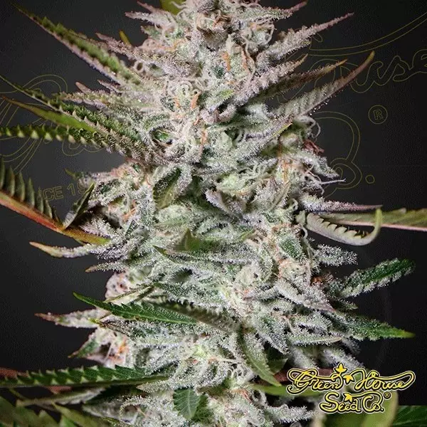 View Holy Punch Cannabis Plant