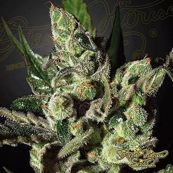 View Planta de maconha