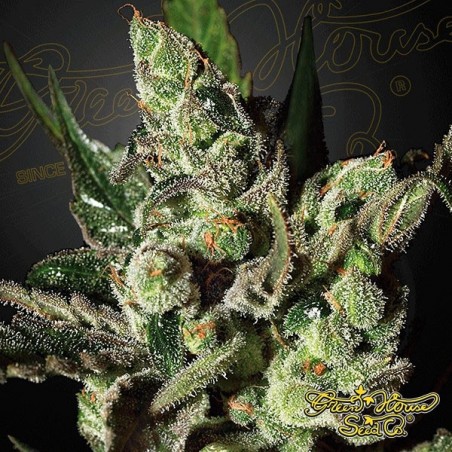 Planta de marihuana