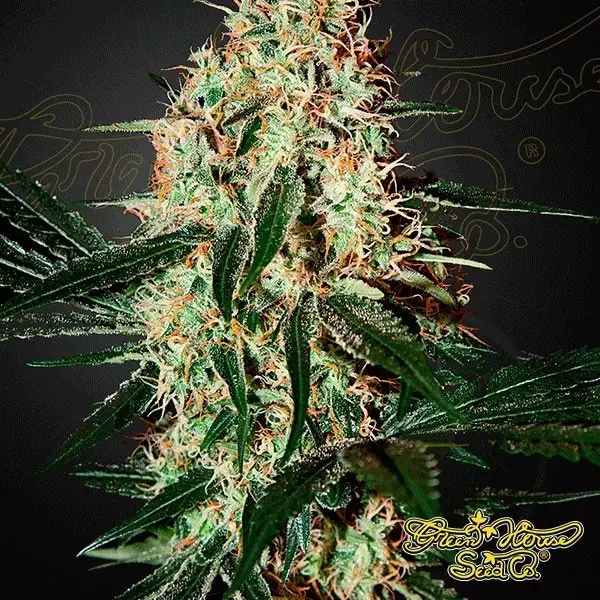 View Planta de maconha